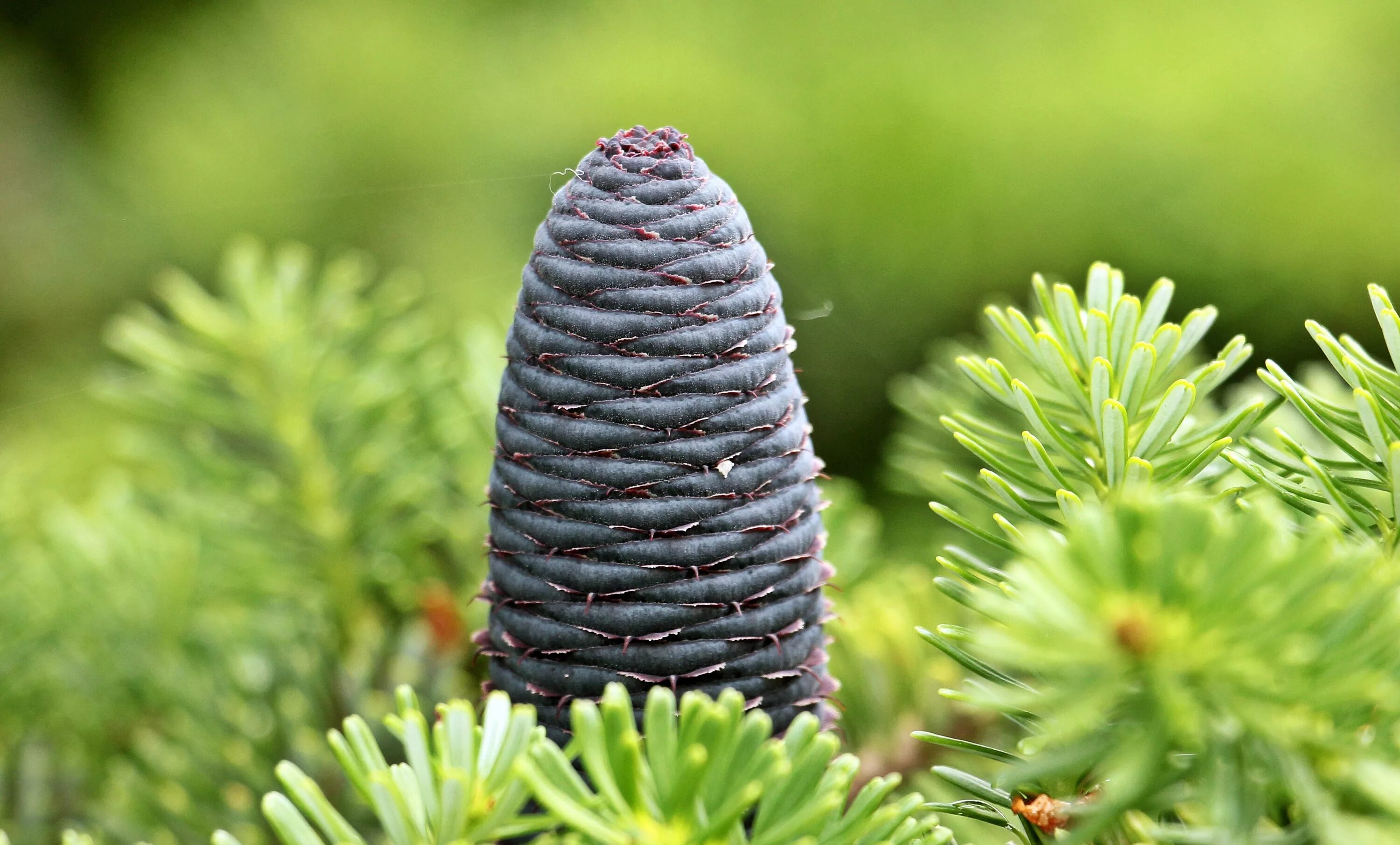 Многообразие ели. Ель Сибирская (Picea obovata Ledeb. ). Ель елка кедр пихта. Пихта Семенова. Пихта Сибирская шишки.