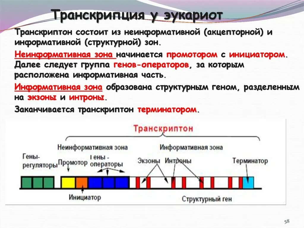 Единица транскрипции у эукариот. Регуляторные элементы транскрипции эукариот. Ген структура Гена. Транскрипция эукариот биохимия.