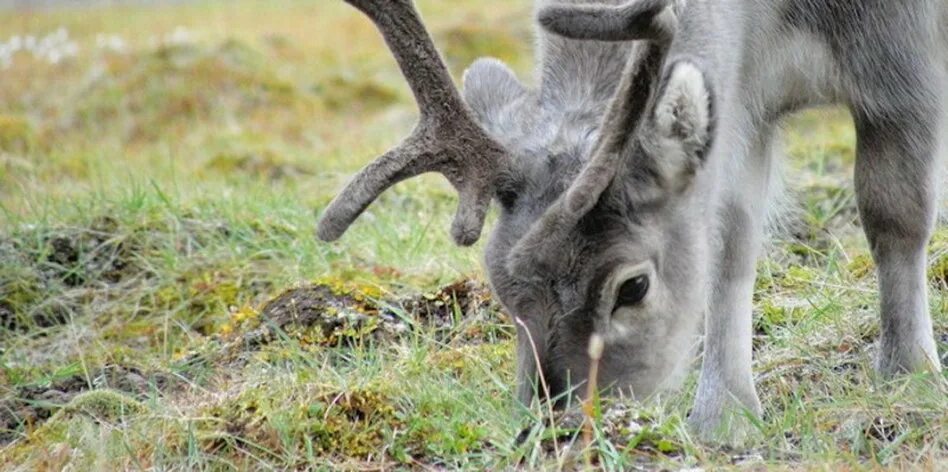 Корм северных оленей. Северный олень и ягель. Северный олень ест ягель. Северный олень ест лишайник. Олень ест ягель.