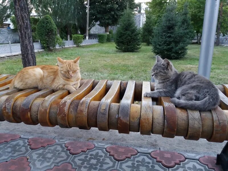 Парк котов. Коты в парке. Моцион кошки.