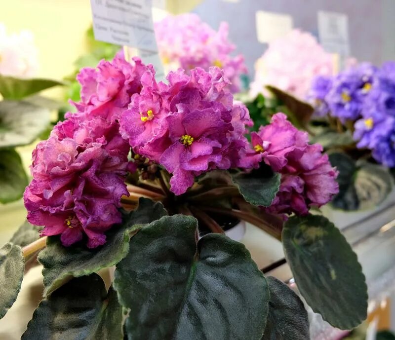 рс капитошка фиалка. фиалка ек пряничный домик.