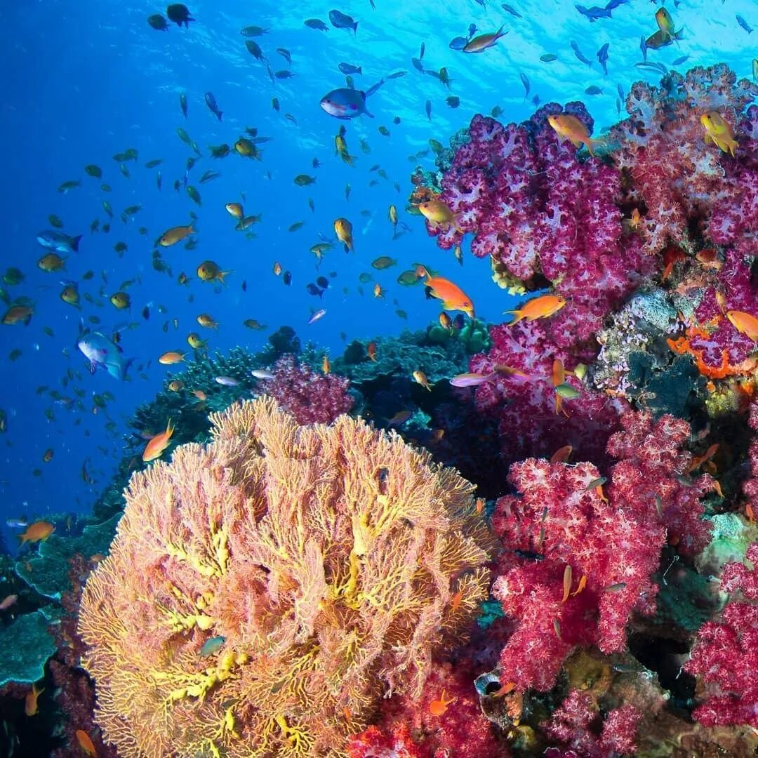 Красное море значение