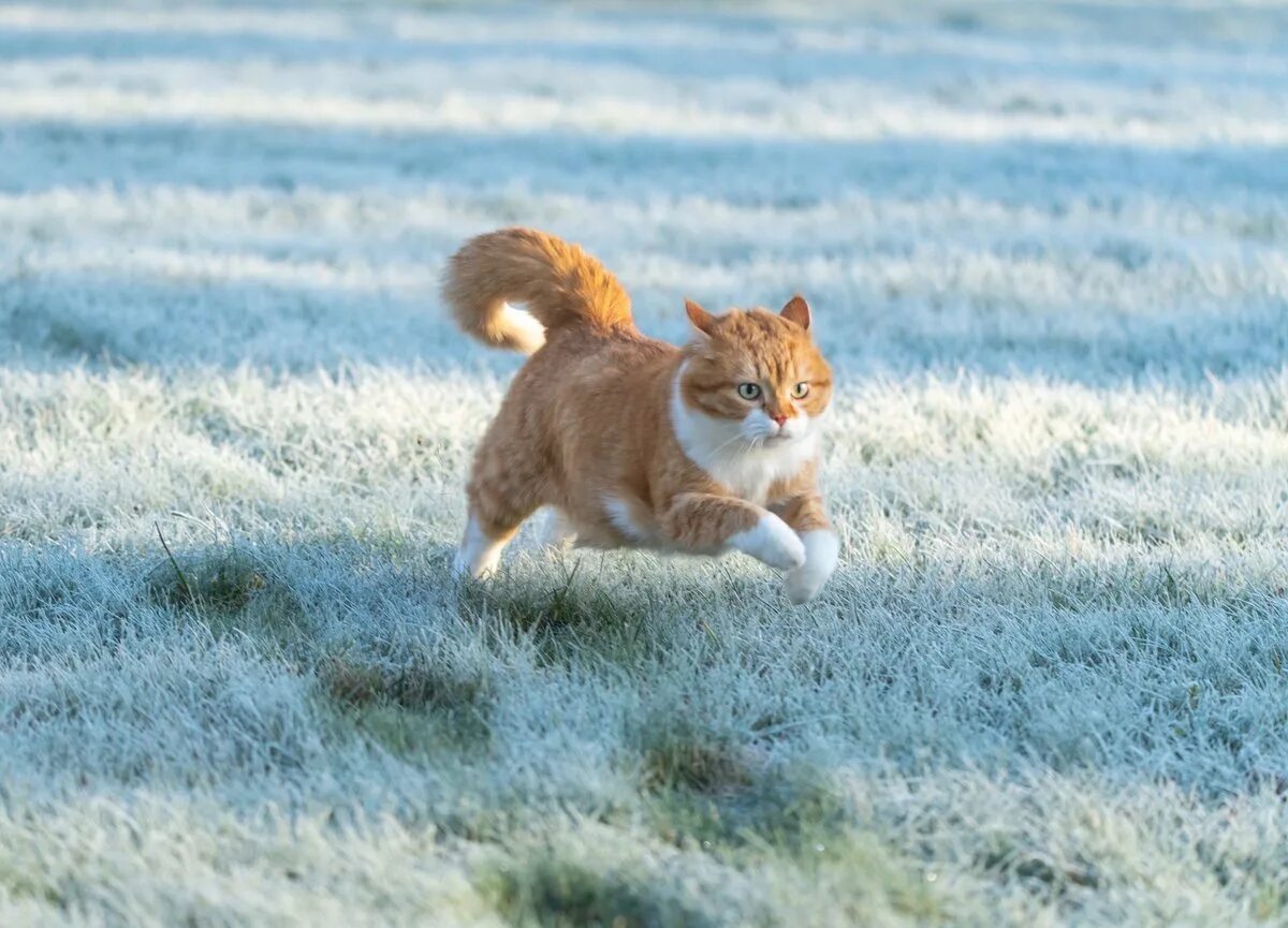 He almost ran a cat