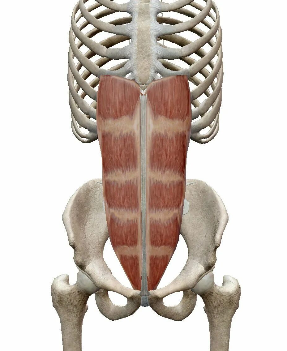 Прикрепление прямой мышцы живота. Rectus sheath. Rectus abdominis. Rectus abdominis мышца. Прямая мышца живота m.