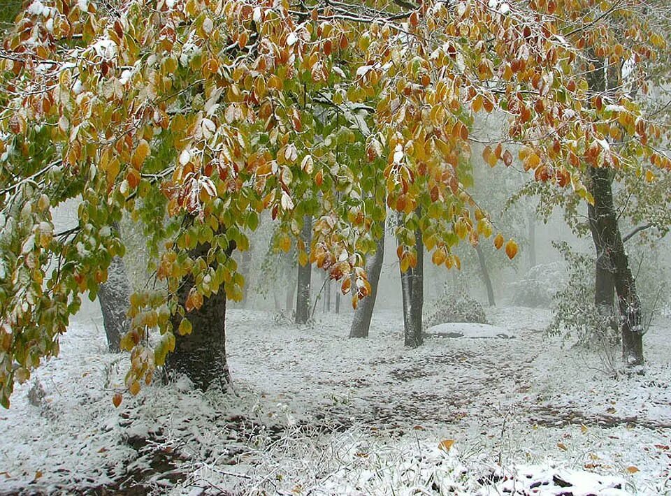 Первый снег герои. Первый снег. Ранняя зима. Осень снег. Ноябрь природа.