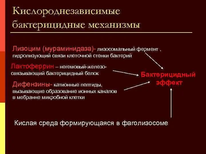 Схема кислородзависимых бактерицидных механизмов фагоцитов. Кислородзависимые и кислороднезависимые механизмы фагоцитоза. Кислороднезависимый механизм фагоцитоза. Кислороднезависимые бактерицидные механизмы фагоцитов схема.