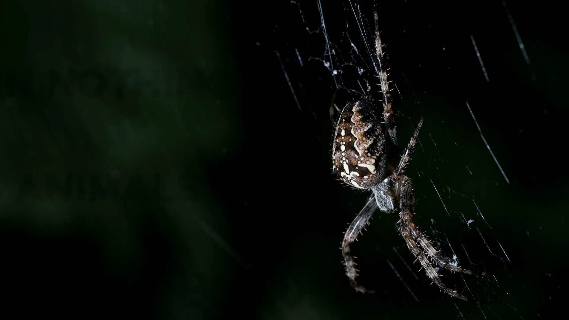 Живые обои паук. Черный воронковый паук. Прядущий Мизгирь паук. Паук обои. Паук на темном фоне.