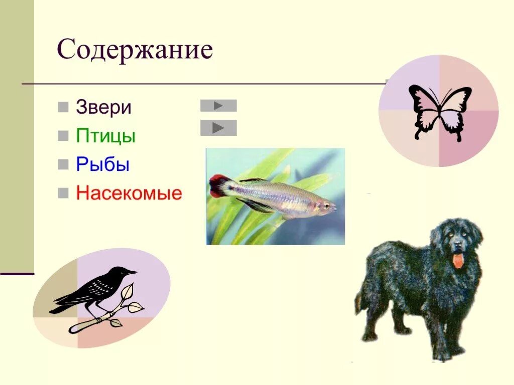 Предложение животных. Насекомые рыбы птицы звери. насекомые рыбы птицы звери 2 класс окружающий мир. насекомые рыбы птицы звери 2 класс окружающий мир презентация. закончи предложение звери птицы рыбы.