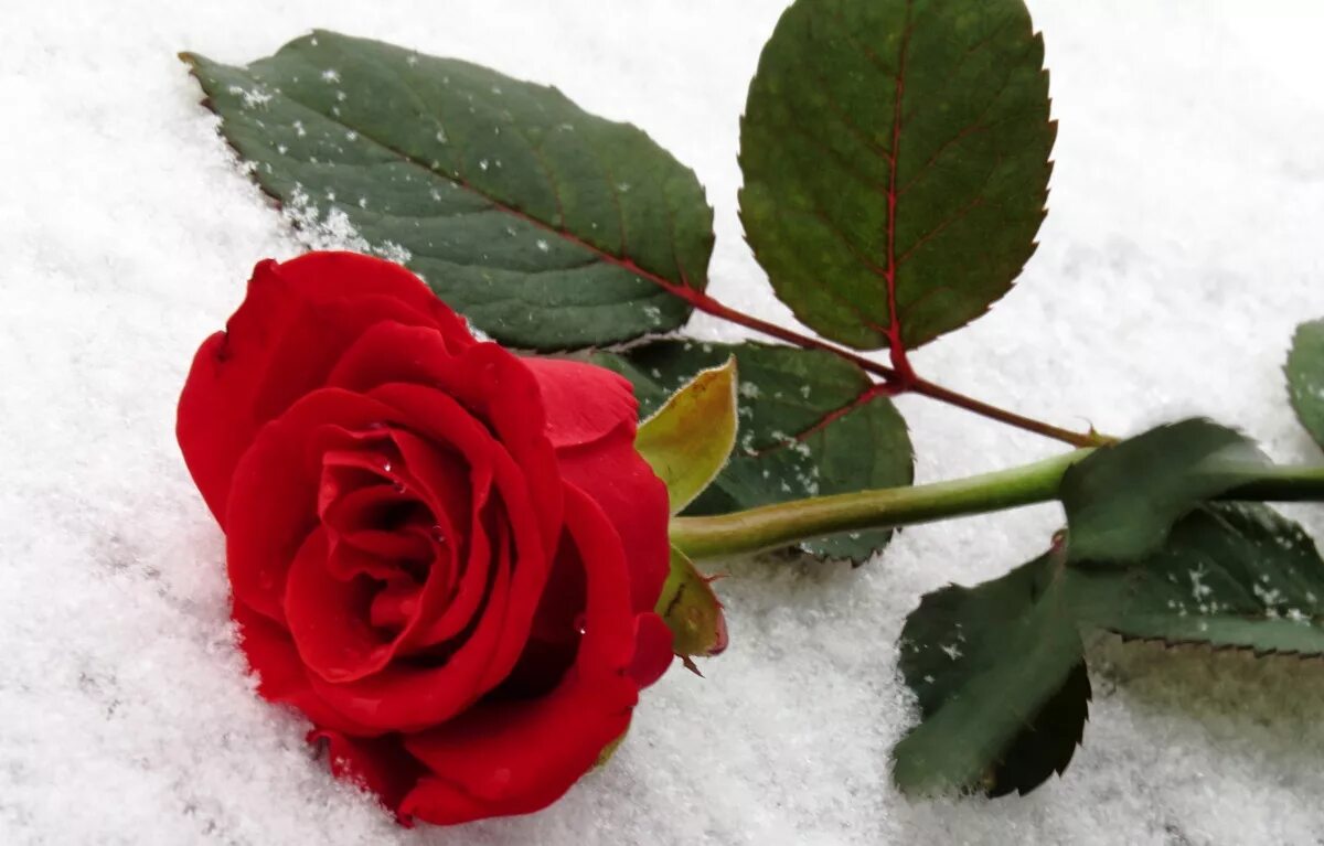 Красные цветы зимние розы. Бордовые розы на снегу. Розы на морозе букет. Красные розы зимой. Шикарные красные розы на снегу.