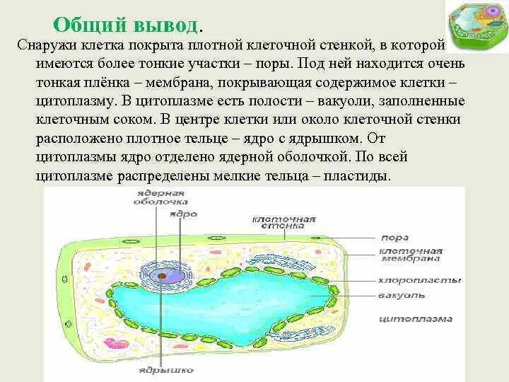 Содержимое клетки. Растительная клетка снаружи покрыта. Тонкий участок оболочки клетки. У растений снаружи клетка покрыта плотной.