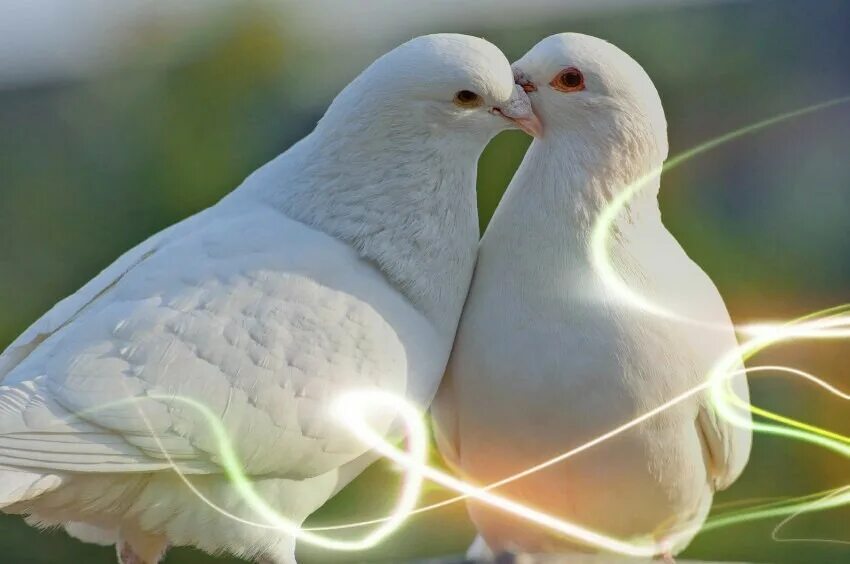 Дикий голубь горлица. Голубка исполнения. Горлица белая птица. Королевский павлин голубь. Пара голубей.