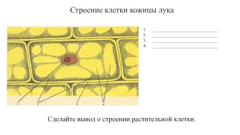 Лабораторная работа клеточное строение растений. Строение растительной клетки кожицы лука. строение растительной клетки чешуи лука. структуры клетки кожицы лука. клетки эпидермиса лука строение.
