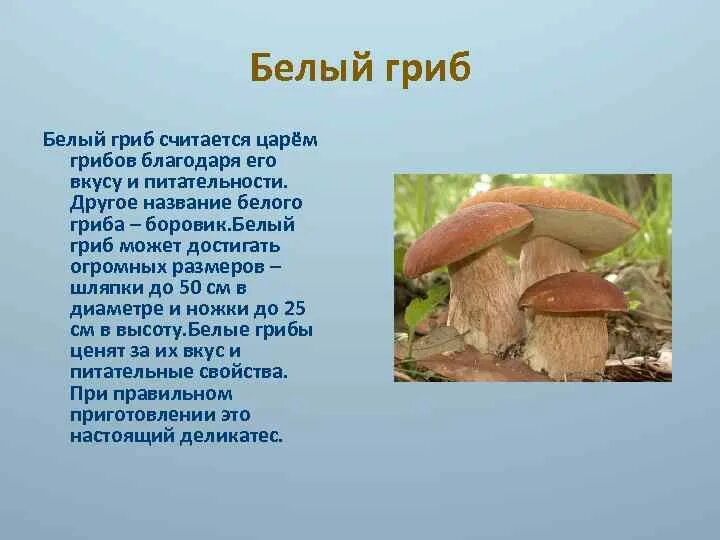 Информация про грибы. Белый гриб доклад 5 класс биология. Белый гриб Боровик рассказ. Белый гриб информация для 5 класса. Рассказ про белый гриб 5 класс биология.