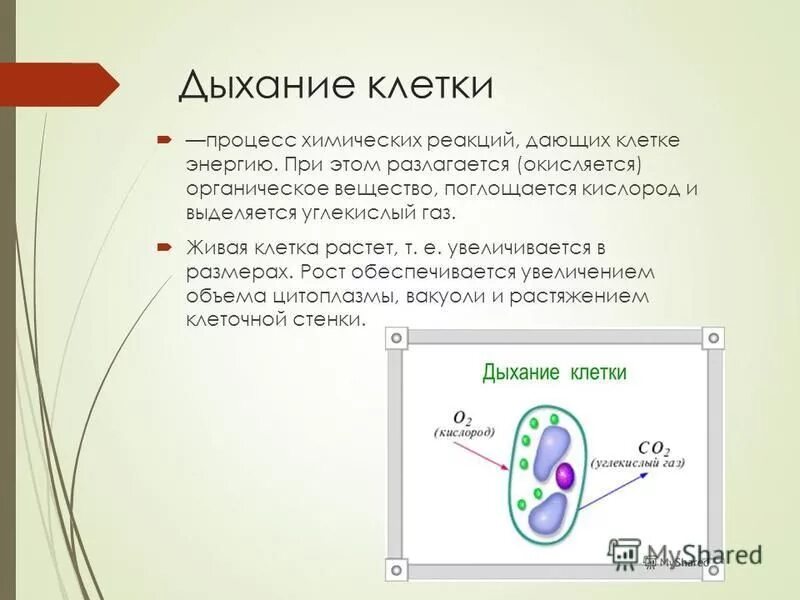 Изменения дыхания клеток. Дыхание клетки. Клетка дыхание клетки. Клеточное дыхание структура клетки. Дыхание клетки реакция.