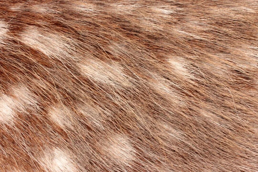 Белая пушистая шуба. Пушнина белая. Фактура шерсти животных. Шерсть животных. Меховой плед.