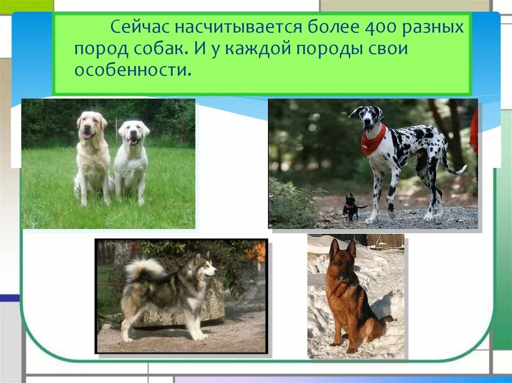 Про кошек и собак презентация окружающий. Породы собак 2 класс. Породы кошек и собак окружающий мир. Окружающий мир проткошек и собак. Окружающий мир 2 класс тема про кошек и собак.