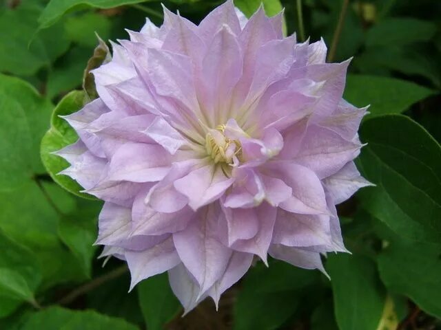 Belle of Woking