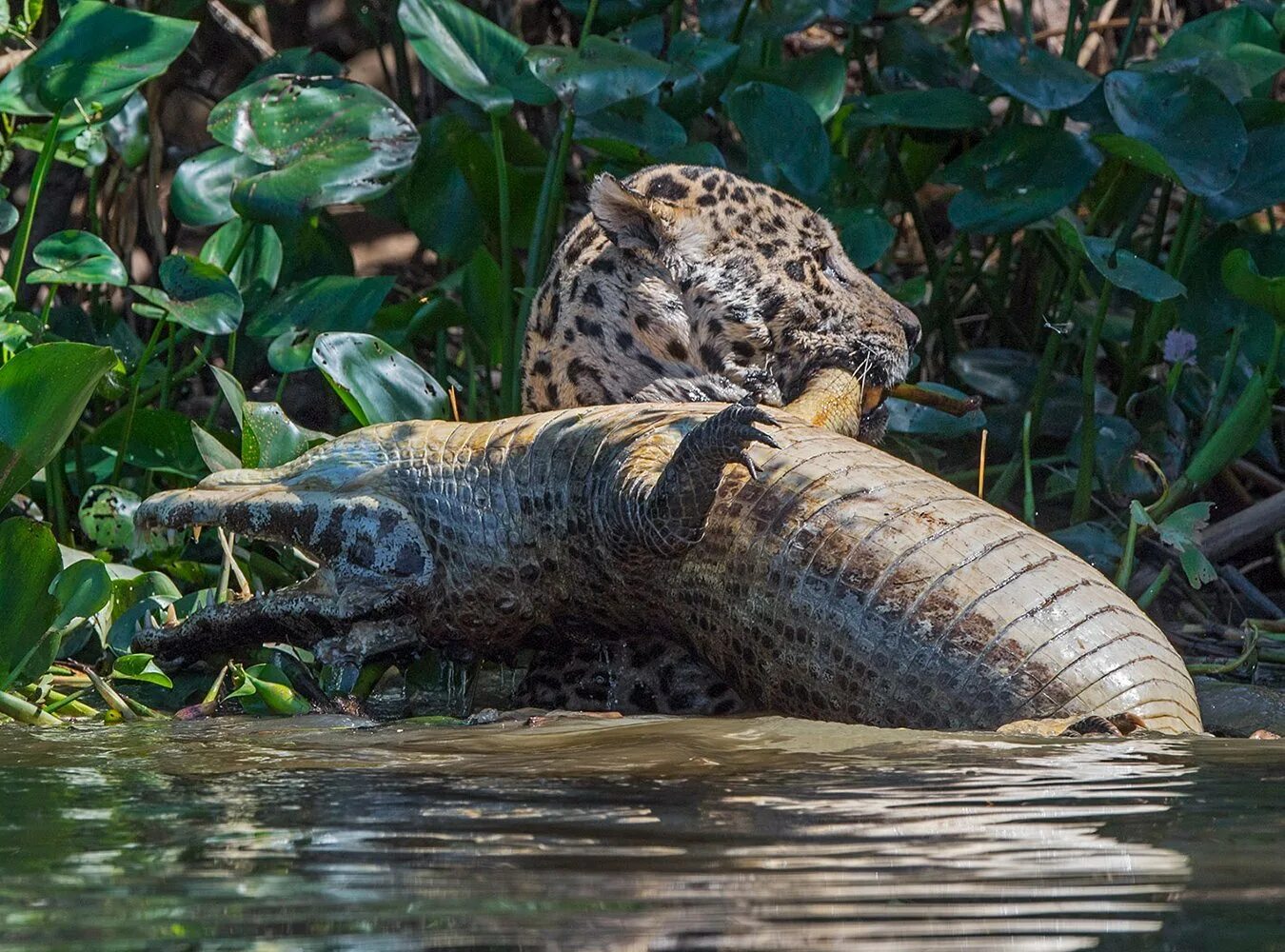 Кайман животное. Амазонский Кайман. Кайман крокодил. Крокодиловый Кайман Caiman crocodilus. Чёрный Кайман против ягуара.