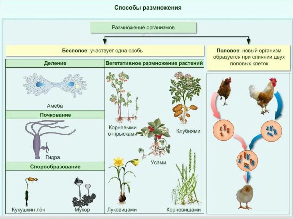 Типы размножение организмов бесполое. Способы бесполого размножения 6 класс. Размножение организмов бесполое размножение 6 класс. 10 Кл биология бесполое и половое размножение. Установите последовательность соподчинения плоды генеративные органы
