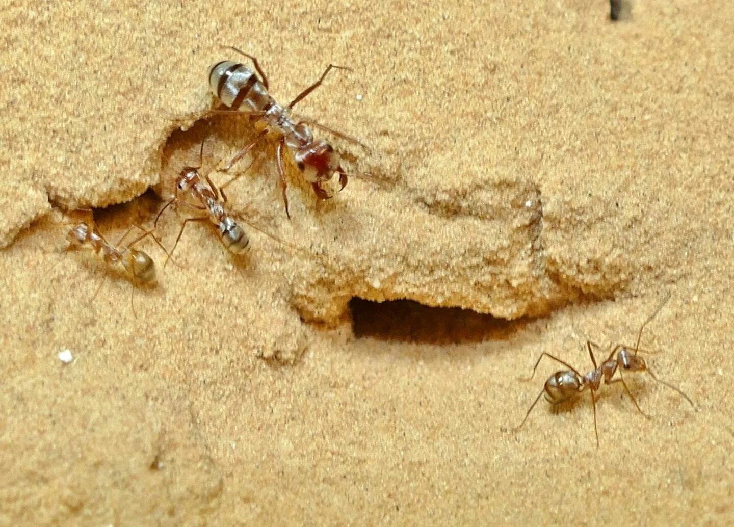 Скорость муравья м мин. Cataglyphis bombycina. Сахарском Серебряном муравье (Cataglyphis bombycina).. Катаглифис муравьи Cataglyphis bombycina. Серебряные муравьи пустыни Сахары.