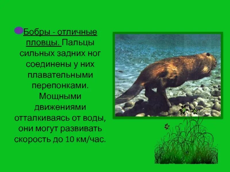 Текст про бобров. Бобры презентация. Сообщение о бобрах. Сообщение о бобре 4 класс окружающий мир. Доклад о бобрах 4 класс.