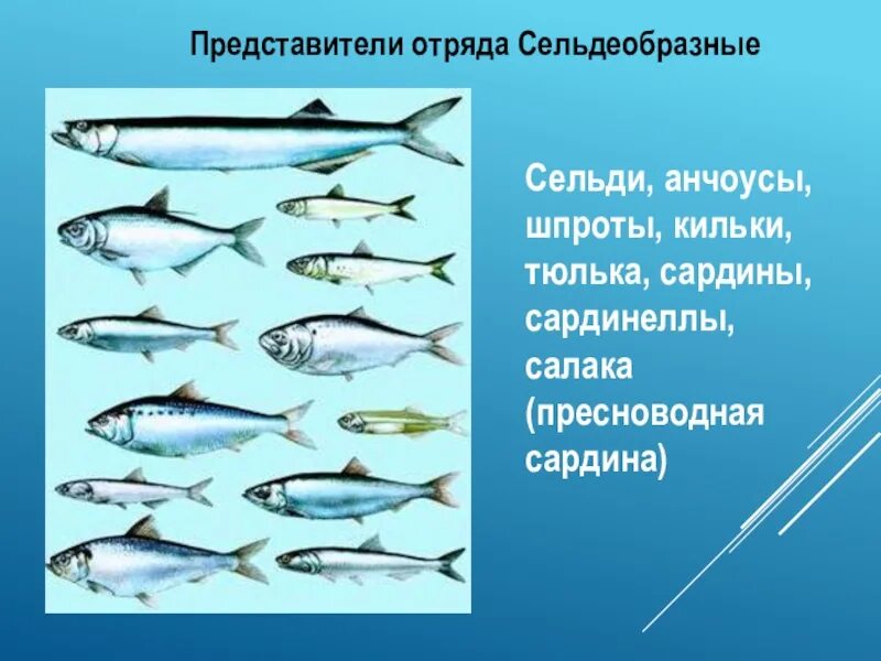 Представители сельдеобразных. Отряд сельдеобразные представители. Представители отряда сельдевых. Сельдеобразные сельдевые. Отряд сельдеобразные рыбы.