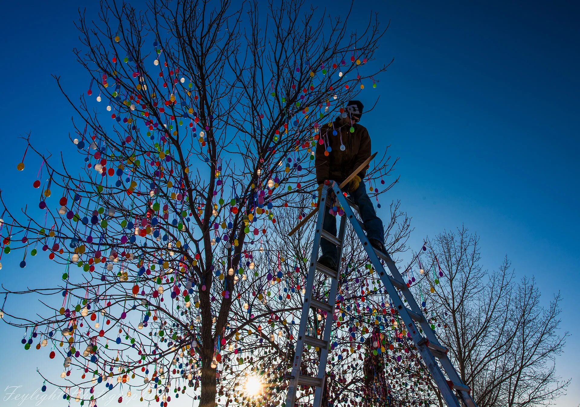 Miracle tree
