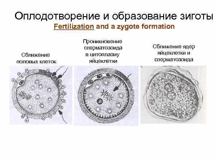 Мейоз. Механизм мейоза - презентация онлайн