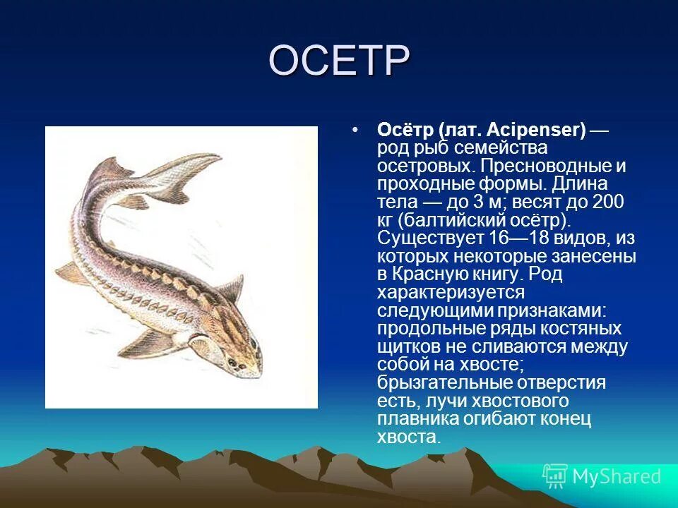 Сообщение о рыбе осетр. Сообщение про осетра. Осетр описание. Осетров рассказы. Каспийское море осетровые рыбы.