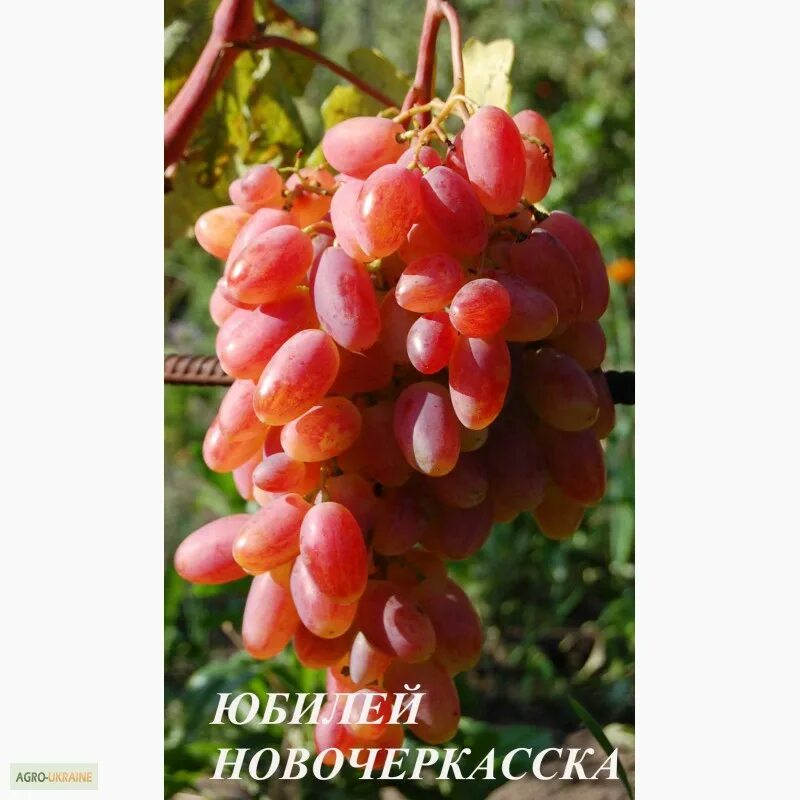 Виноград плодовый Юбилей Новочеркасска 1 шт - купить в интернет-магазине "Агросе