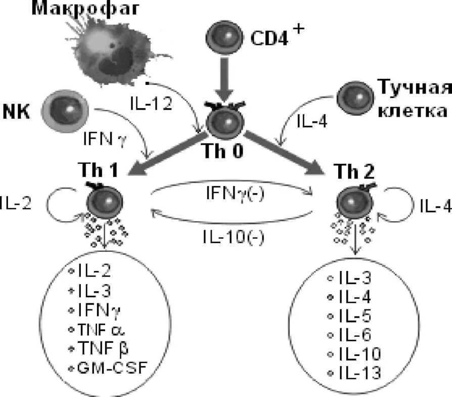 Схема иммунного ответа клеточный иммунитет. Гуморальный иммунный ответ эффекторные механизмы. Зарисуйте схему цитокиновой регуляции иммунного ответа. Супрессия иммунного ответа схема. Обеспечивают иммунный ответ