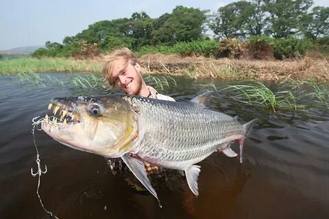 Tiger fishing