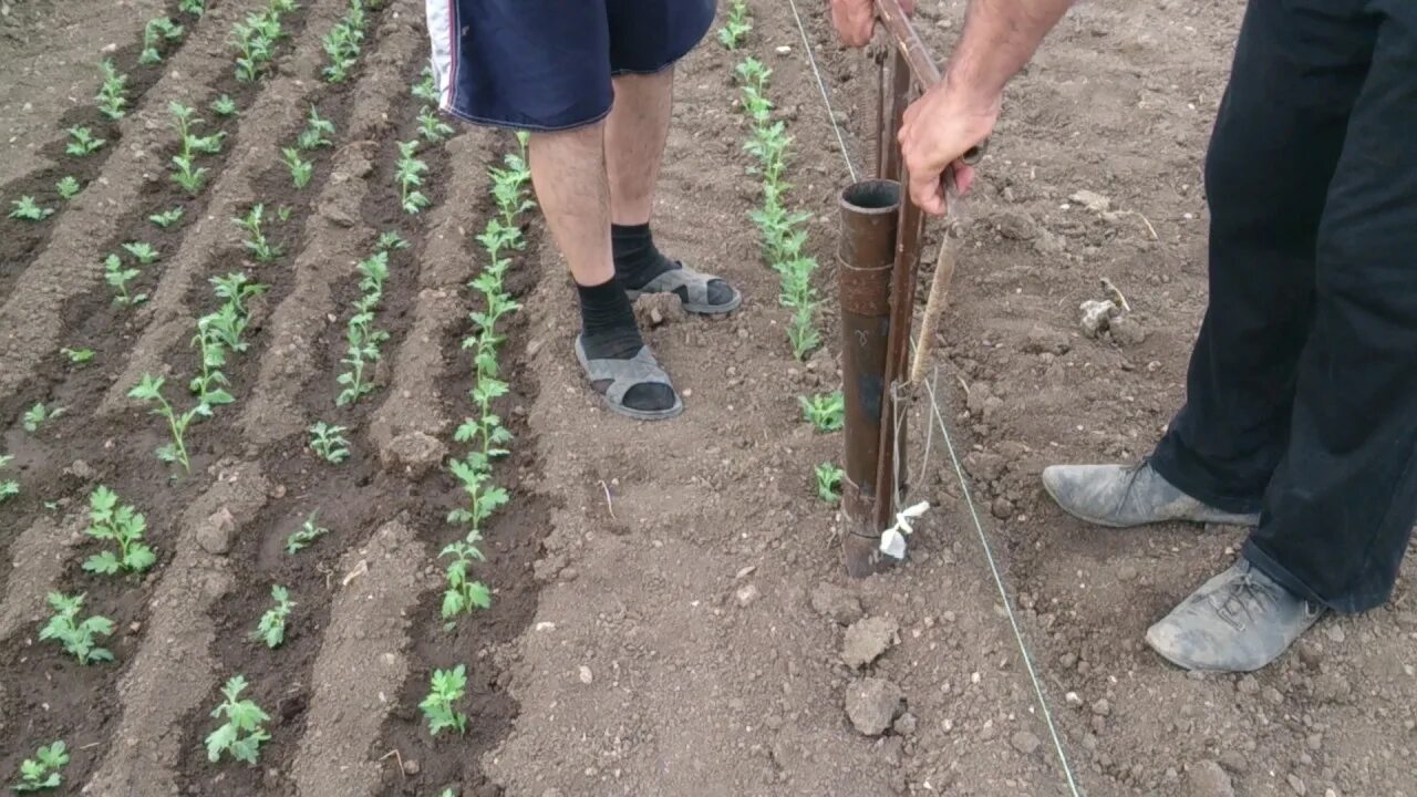 Приспособления для высадки рассады. Сажалка рассады. Приспособление для высадки рассады. Приспособление для посадки томатов. Сажалка для рассады помидор.