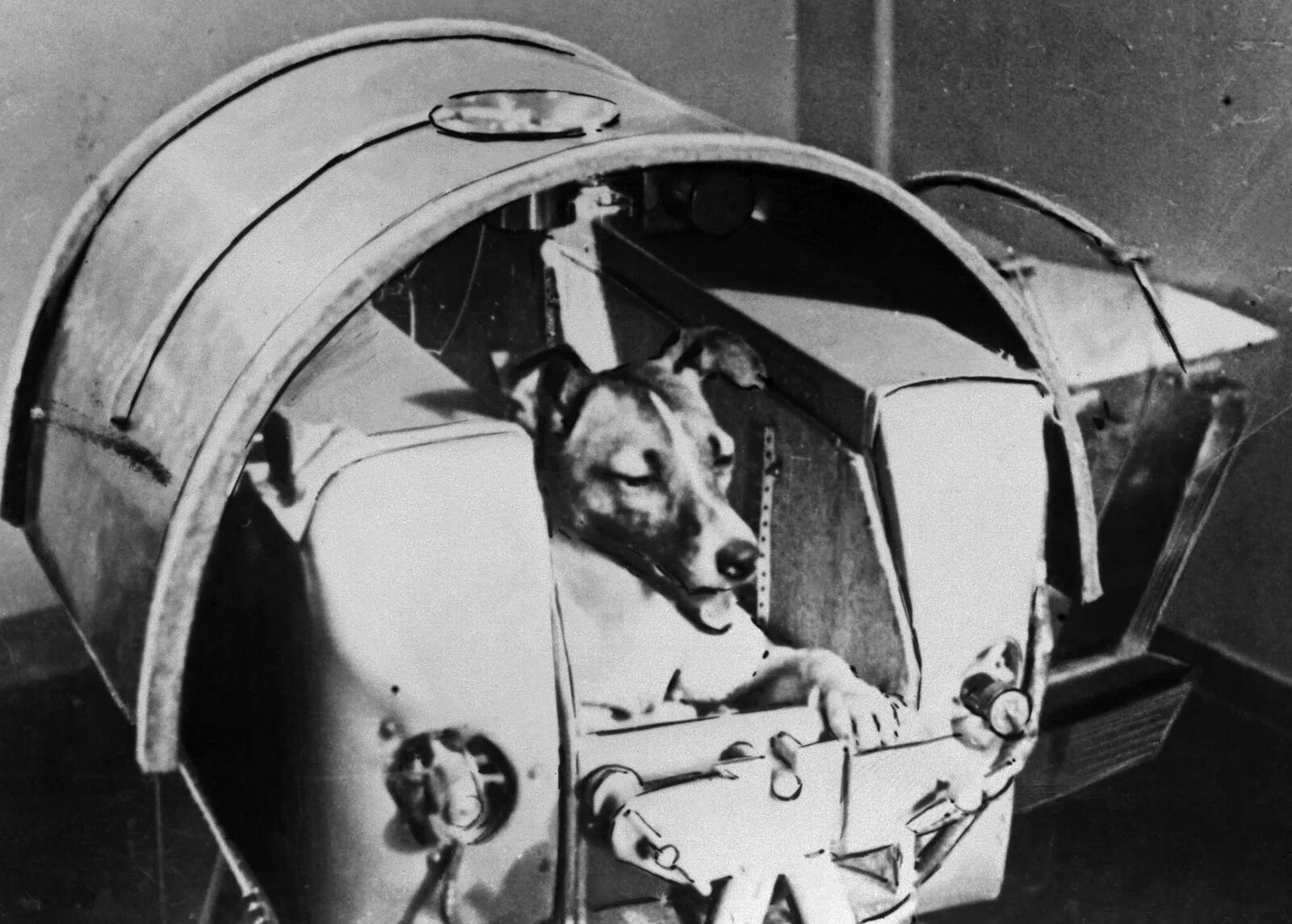 Лайка первый космонавт. 1957 Лайка в космосе. Собака лайка 1957. Первая собака космонавт лайка. В каком году полетели собаки в космос