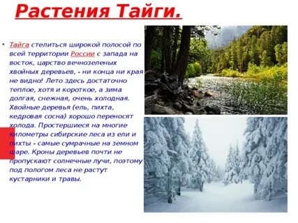 Тайга составить предложение