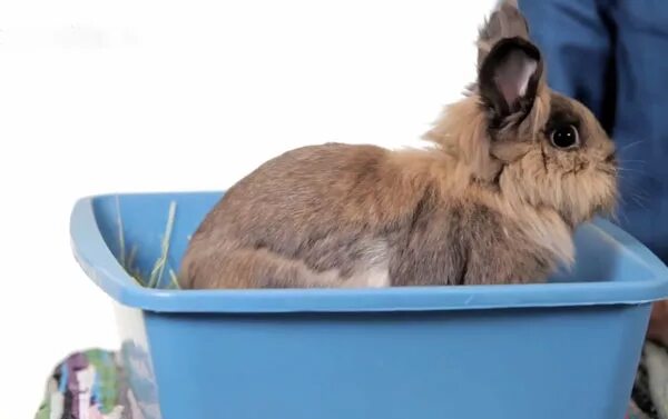 Можно ли мыть кролика декоративного. Купание кролика декоративного. Кролик купается. Купать декоративного кролика.