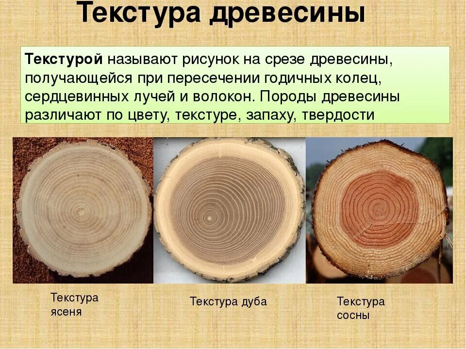 Плотность деревянной оболочки. Срез древесины. Образцы древесины. Дерево в разрезе. Породы дерева в разрезе.