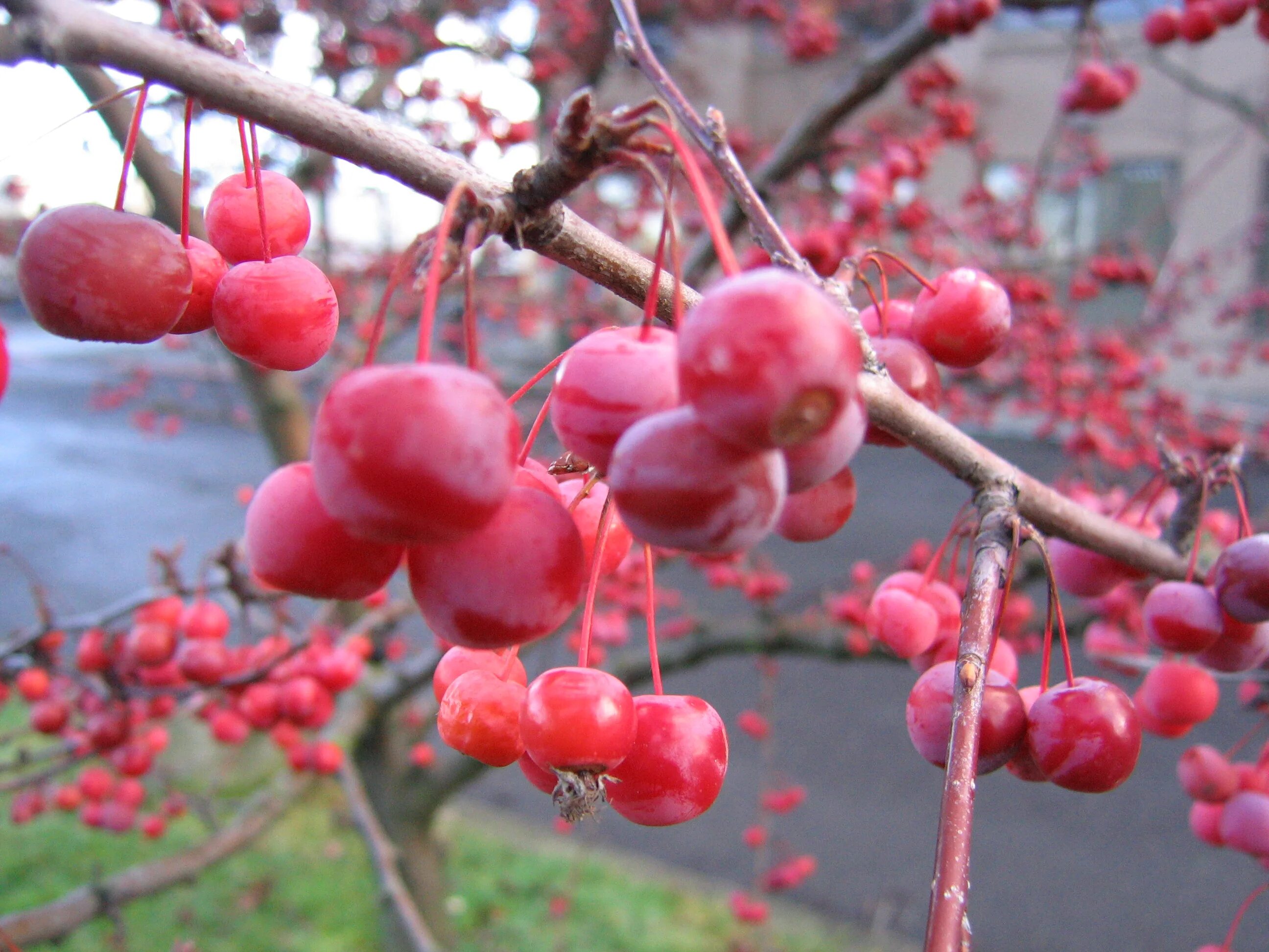 Malus floribunda. Яблоня декоративная флорибунда. Malus 'Kobendza'. Malus floribunda/малус флорибунда. Яблоня флорибунда