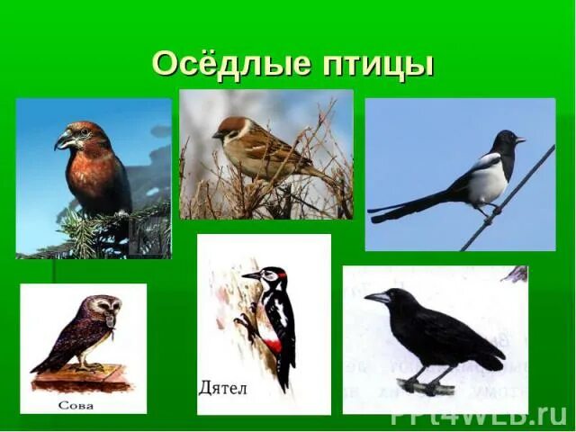 Оседлые это какие. Перелетные оседлые Кочующие Кедровка. Перелетные и оседлые птицы. Оседлые птицы названия. Представители оседлых птиц.