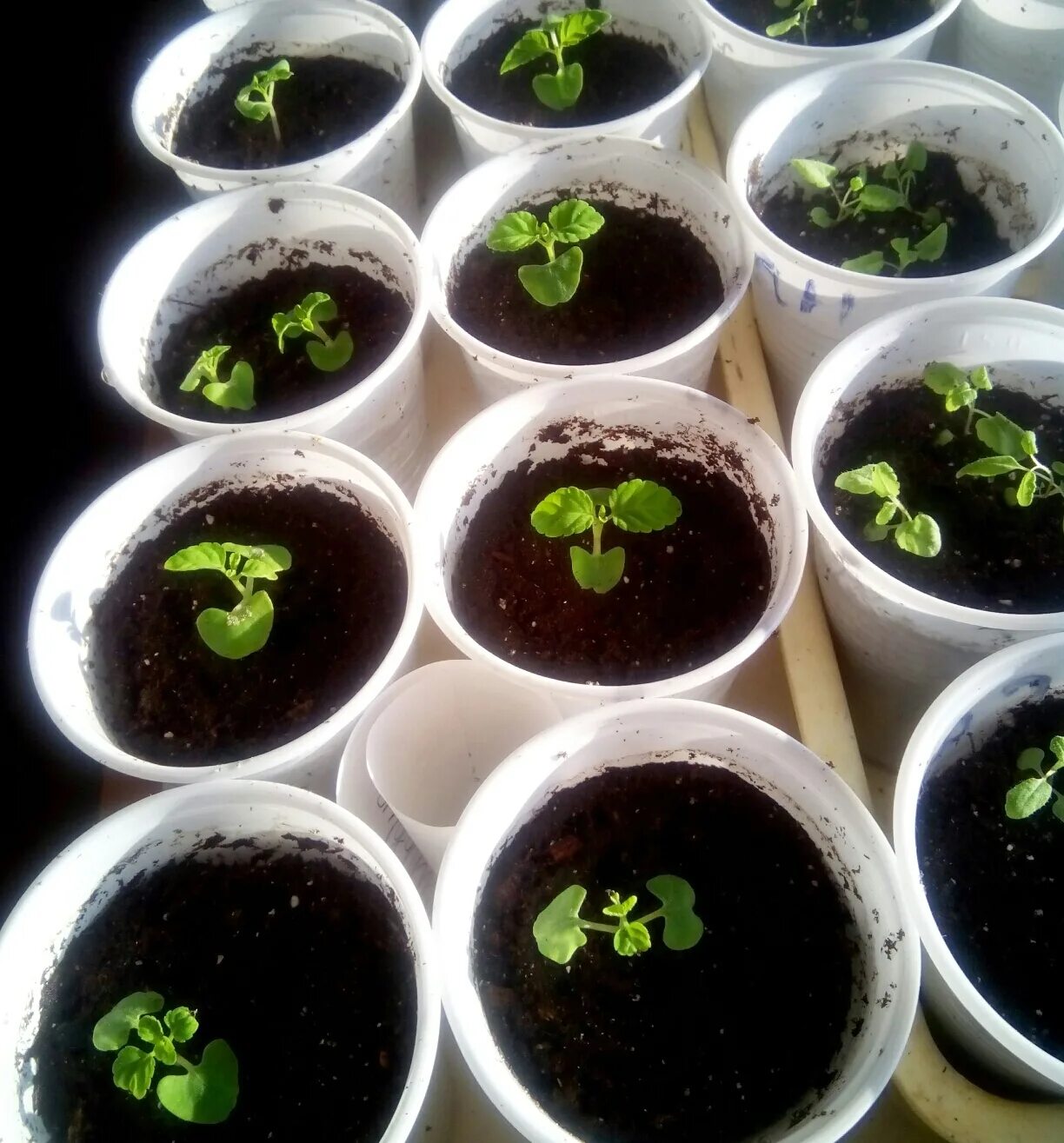 сальвия из семян выращивание цветов. сальвия из семян выращивание цветов. сальвия рассада всходы. пикировка рассады сальвии. пикировка сальвии.