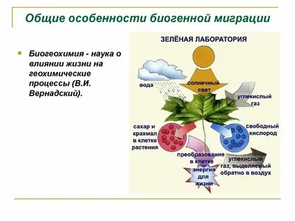 Миграция химических веществ