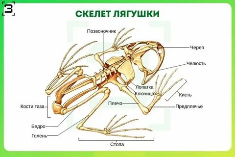 Скелет лягушки