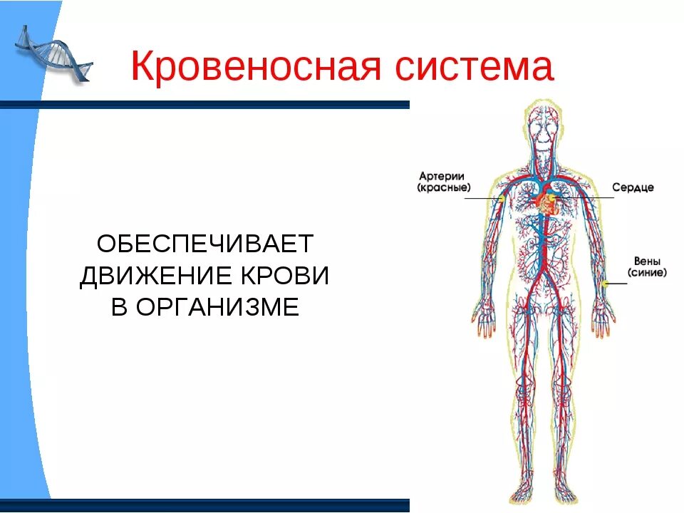 Кровеносная система рисунок. Кровеносная система человека схема 3 класс окружающий мир. Система органов, обеспечивающих движение крови по организму человека. Кровеносная систямасистема 3 класс.