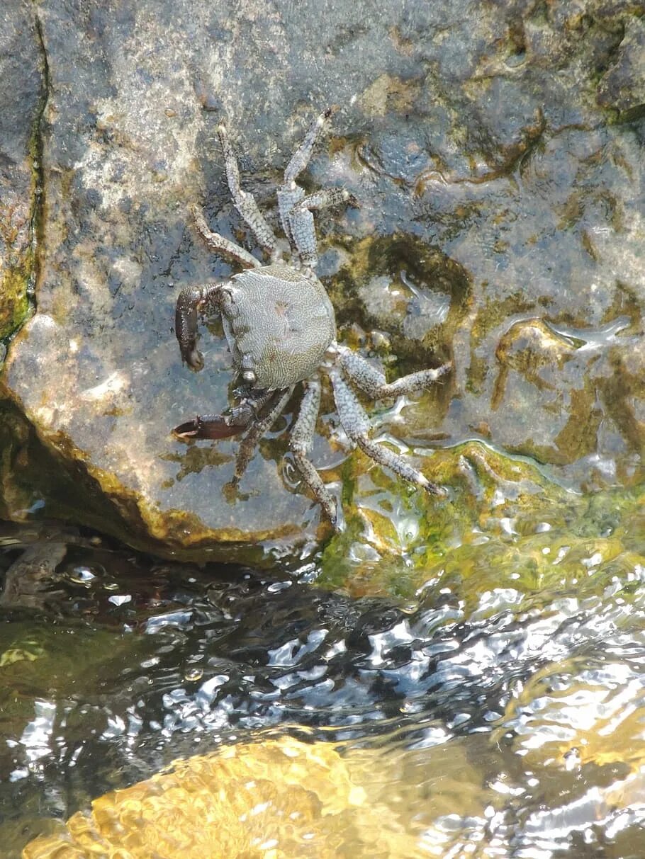 Камень краба. Черноморский краб. Каменный краб. Большой каменный краб. Водяной краб.