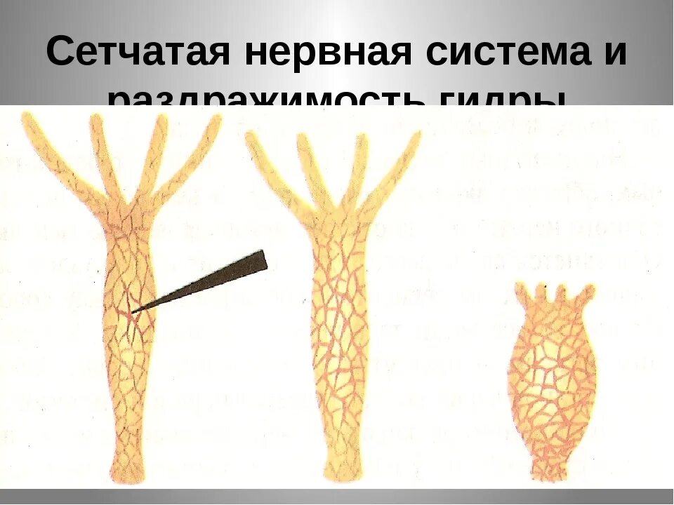 Диффузная строение. Гидра нервная система диффузного типа. Нервная система гидры пресноводной. Кишечнополостные гидра нервная система. Нервная система гидры раздражимость.