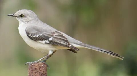 Mocking bird