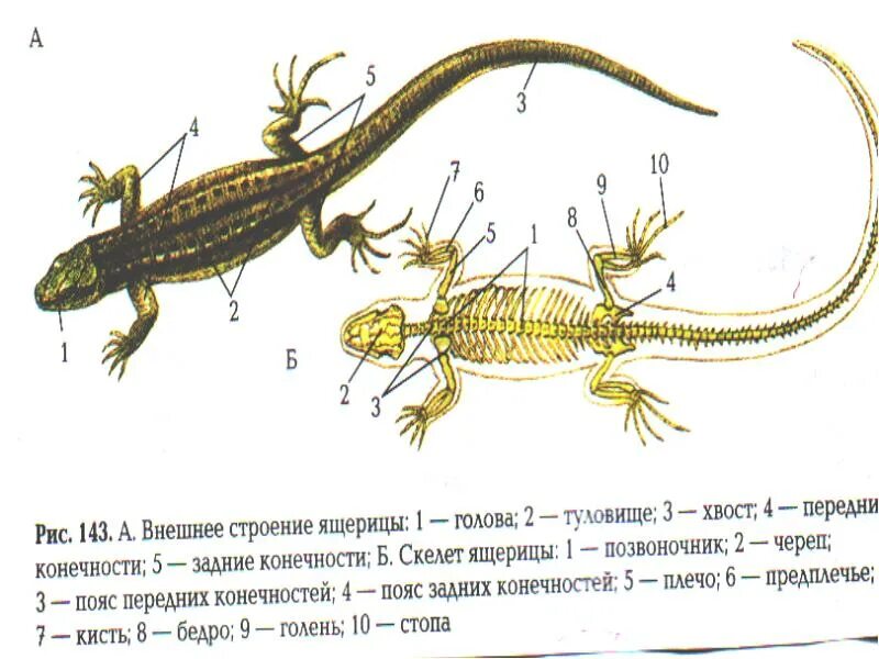 Ящерица подпись. Строение тела ящерицы внешнее строение. Строение конечностей пресмыкающихся. Пресмыкающиеся внешнее строение 7. Строение пресмыкающихся рисунок.