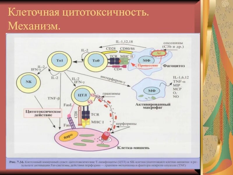 Цитотоксические т клетки. Механизмы т-клеточной цитотоксичности. Цитотоксический механизм физиология. Механизмы цитотоксичности т-киллеров. Механизмы развития т клеточной цитотоксичности.