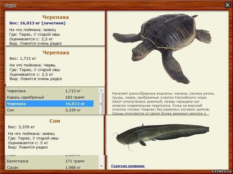 сколько весит средняя черепаха