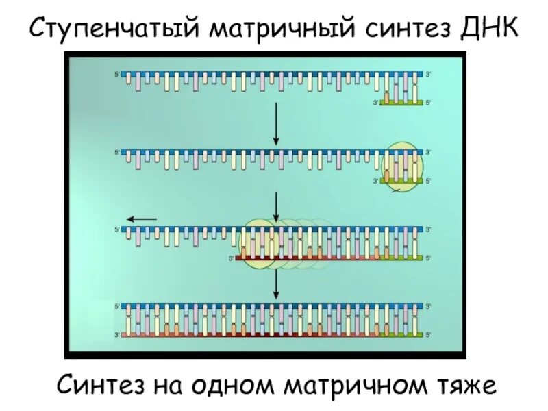 В результате реакций матричного синтеза синтезируются молекулы. Матричный Синтез. Синтез ДНК. Принцип матричного синтеза. Реакция матричного синтеза ДНК.